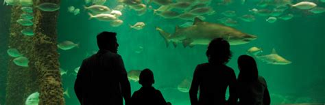 Audubon Aquarium of the Americas | New Orleans | Attraction