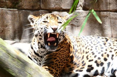 Audubon Zoo  New Orleans, LA : Top Tips Before You Go ...