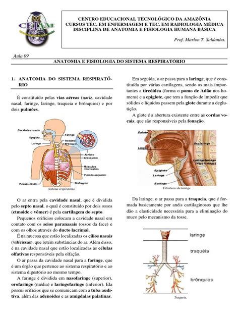 Aula 9   Anatomia e Fisiologia Do Sistema Respiratório | Pulmão ...