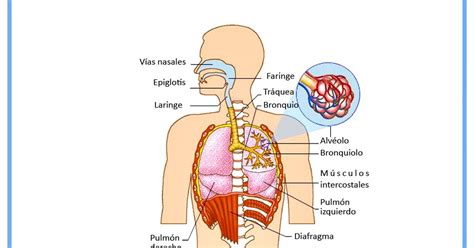 Aula aumentada Biologia: Guía de estudio 2do año   Aparato respiratorio