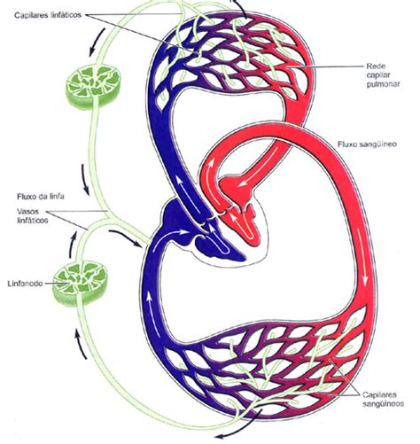 Aula de Anatomia | Sistema Linfático