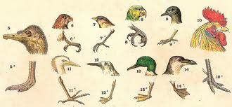 Aula de Ciências da Natureza 5ºano: Bicos e patas das aves