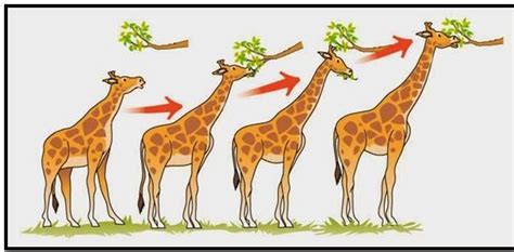 aulabiogeotoni: 4º ESO. TEMA 9. EVOLUCIÓN BIOLÓGICA ...