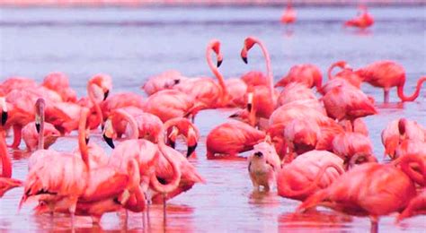 Aumenta agresividad los flamencos más rosados » Tiendapink