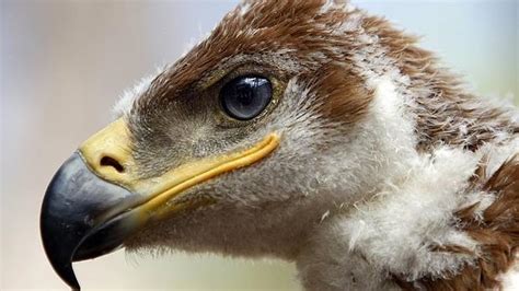 Aumentan los casos de expolio de nidos de águila imperial ...