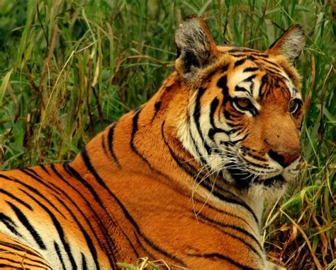 Aumentó un 63% la población de Tigres de Bengala. | TIGRE ...