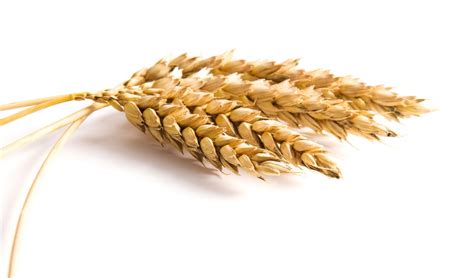 Aumentos generales en las cotizaciones de los cereales durante la ...