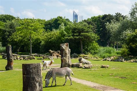 Ausflugstipp: ein Tag im Zoo  Leipzig Ausgabe
