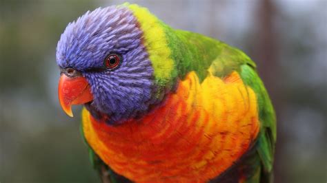 Aussie Beauties   A Tribute to Australian Birds   YouTube