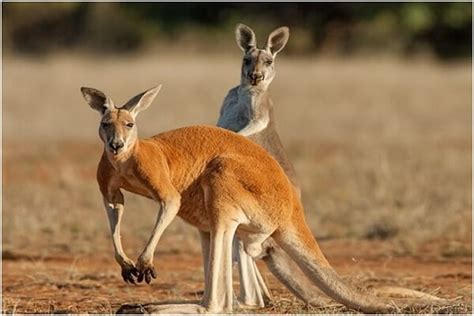 Australia: Bandera Capital Escudo de Armas Lema Animal Nacional Flor ...