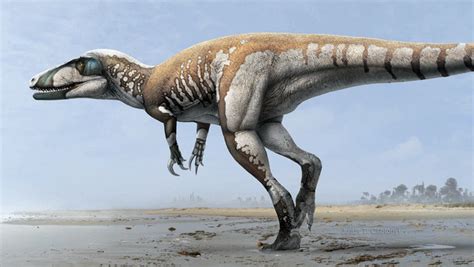 Australia descubre a su mayor dinosaurio carnívoro   RT