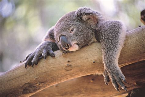 Australia Facing  Extinction Calamity  for Native Animals ...