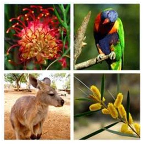 Australia  Fauna    EcuRed