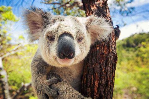 Australia Is Home to Some Seriously Strange Looking Animals – Fodors ...