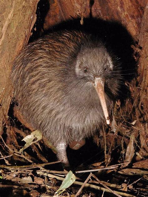 Australia pierde su reclamación como origen del pájaro kiwi