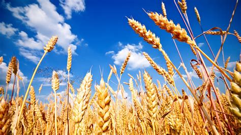 Australia reduce su pronóstico de exportación de trigo