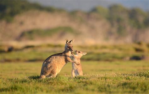 Australia s animals   Tourism Australia