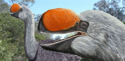 Australia s giant extinct birds | Prehistoric wildlife, Extinct birds ...