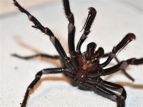 Australia se encuentra en alerta por arañas mortales ...