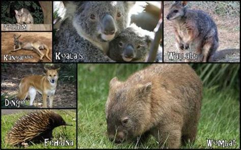 Australia: sus hábitats y animales | BIOPEDIA