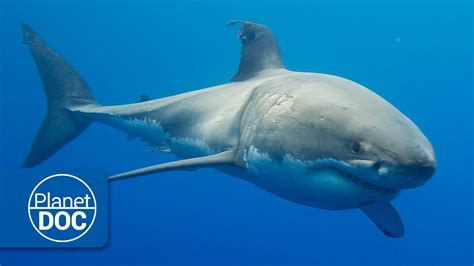 Australia. The Great White Shark | Full Documentary   YouTube