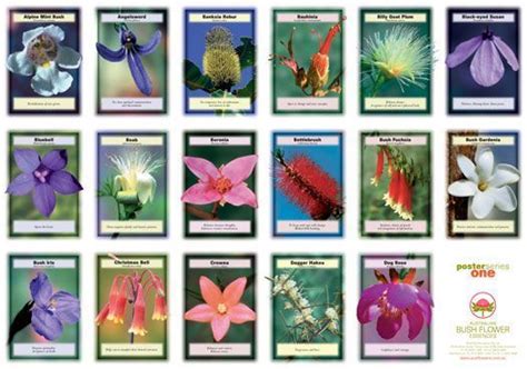 Australian Bush Flower Remedies | Dr. Catherine Mia Larkin