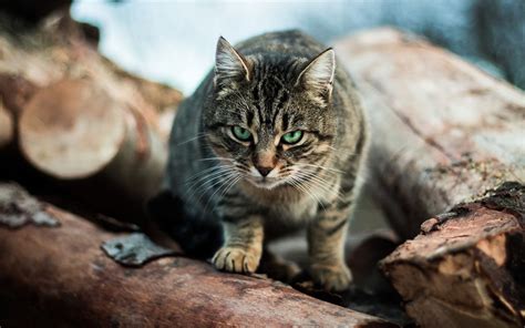Australian Cats Kill 2 Billion Wild Animals Each Year | Live Science