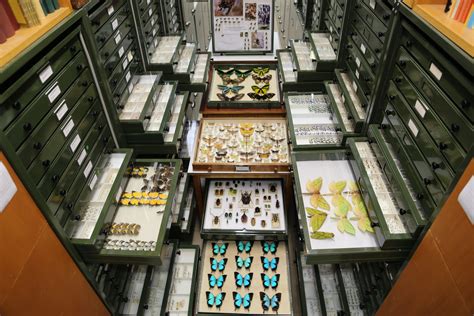 Australian National Insect Collection  ANIC  – Atlas of ...