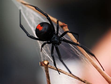 Australian spiders: the 10 most dangerous   Australian ...
