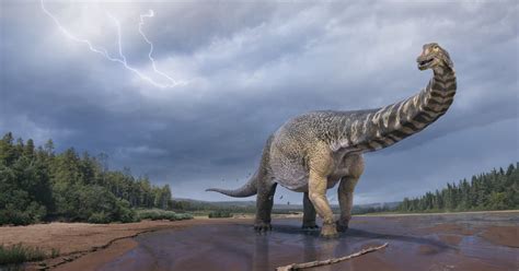 Australotitan cooperensis, el dinosaurio más grande ...