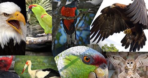 Autoridades de Sonora alertan sobre 13 especies de aves en peligro de ...