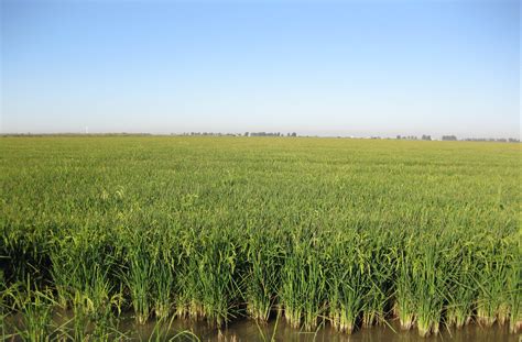 Autorización excepcional del MAGRAMA en arroz. Piricularia ...