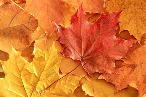 Autumn Leaf Wallpaper  68+ images