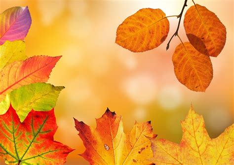 Autumn Leaves Colorful Fall · Free photo on Pixabay