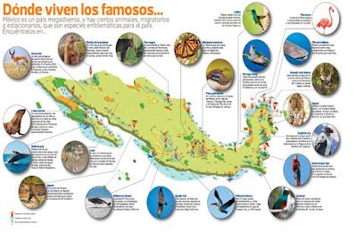 AVA. Educación a distancia : Mamíferos Mexicanos en peligro de extinción