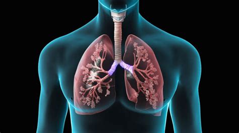Avançam testes de nova terapia contra enfisema pulmonar :: CCB