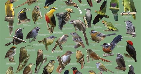 ave ! brasil: Poster das Aves da Floresta Atlântica Volume 2