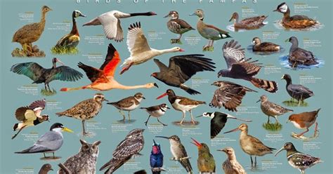 ave ! brasil: Poster de Aves do Pampa
