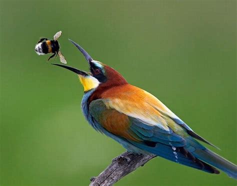 ave comiendo | Pájaros hermosos, Aves de compañía, Fauna europea