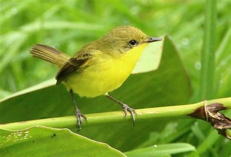 Ave en peligro de extinción es vista por ornitólogos en Huila | RCN Radio