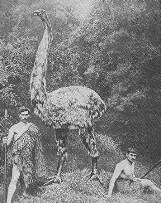 Ave Gigante Extinta.El Moa de Nueva Zelanda  con imágenes  | Animales ...