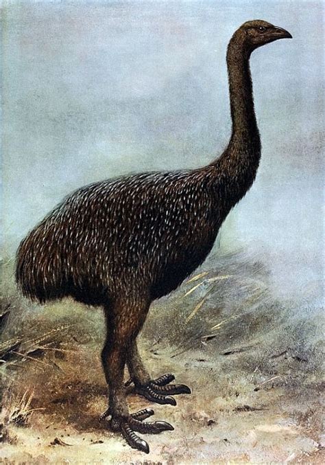 Ave Gigante Extinta.El Moa de Nueva Zelanda | Moa bird, Extinct animals ...