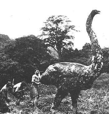 Ave Gigante Extinta.El Moa de Nueva Zelanda | Prehistoric animals, Rare ...