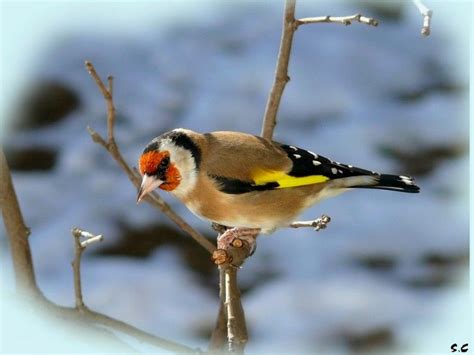 ave jilguero   Buscar con Google | Jilguero, Animales, Pajaros