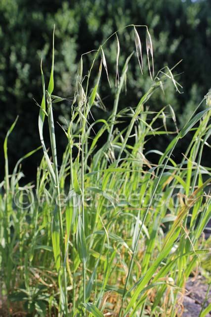 Avena fatua, Common wild oat   Seeds   plants   dried herbs