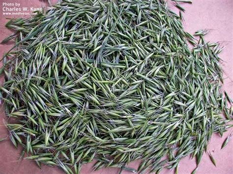 Avena fatua | Wild oats | Edible and Medicinal Uses ...
