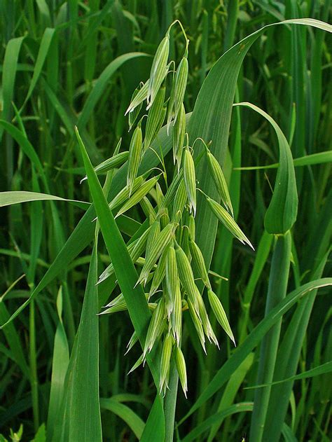 Avena sativa|oats|Poaceae