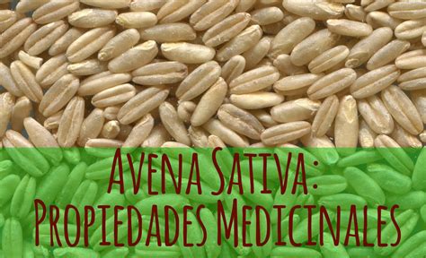 Avena Sativa: propiedades y beneficios | Trucosnaturales.com