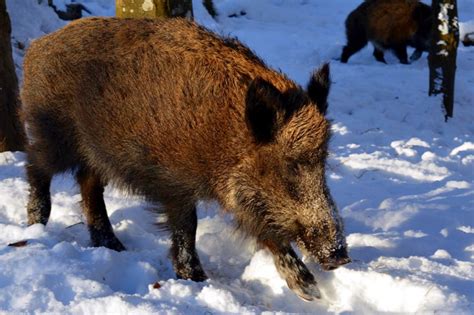 Avenços en el control del porc senglar   Agrocultura