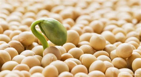 Averigua aquí las recomendaciones para mejorar la calidad de la semilla ...